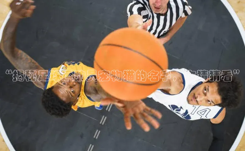 贝博bb平台体育正规吗宣亚国际“揭秘足球运动员宠物猫的名字，你猜猜看”